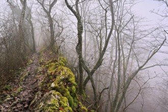 Trees surrounded by moss-covered, distinctive limestone formation, Lägerngrat, Baden, Canton