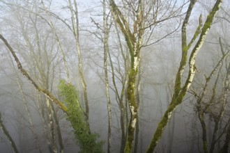Moss-covered trees in foggy forest, Lägerngrat, Baden, Aargau Canton, Switzerland