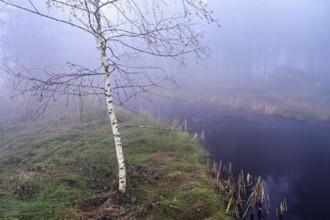 Bog birch (Betula pubescens), in the Ballmoos forest reserve, raised bog in the fog, Lieliwald,