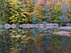 Egelsee in autumn-colored surroundings, Bergdietikon, Canton of Aargau, Switzerland