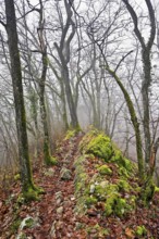 Trees surrounded by moss-covered, distinctive limestone formation, Lägerngrat, Baden, Canton