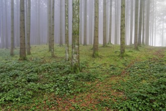 Forest in fog, Horben, Freiamt, Canton of Aargau, Switzerland
