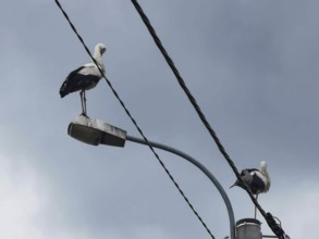 Two storks (ciconia) sitting on a street lamp in front of a slightly cloudy blue sky, Masuria,