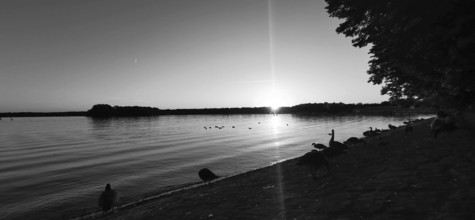 A black and white image of Lake Tegel at sunset with geese (anser) on the shore, Berlin