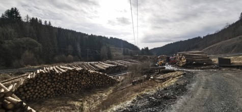 Tree trunks of spruce (picea) destroyed by the bark beetle (scolytinae) stacked for transport along