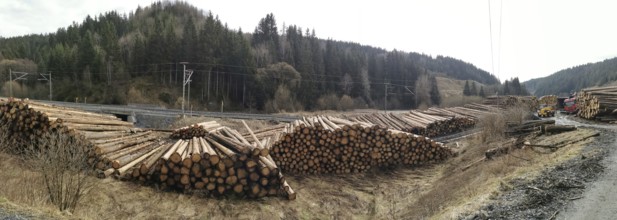Panoramic photo, tree trunks of spruce (picea) destroyed by the bark beetle (scolytinae) stacked