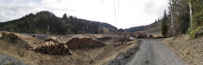 Tree trunks of spruce (picea) destroyed by the bark beetle (scolytinae) stacked for transport along