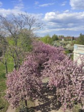 Cherry trees (cerasus) in full bloom line a picturesque park path, spring in Berlin