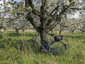 An old bicycle leaning in tall grass against a blooming tree in a quiet rural area, cycling,