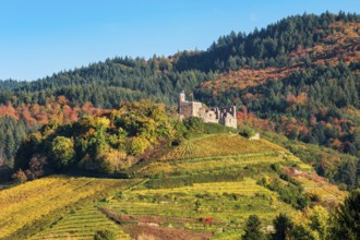 The ruins of Staufen Castle on a hill with vineyards in autumn, behind the mountains of the Black