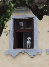 Little white dog sitting in a window, Transylvania, Romania