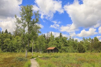 Former peat hut on a green meadow under a clear blue sky with white clouds, Wurzacher Ried Nature