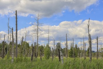 Marsh landscape with dead trees and grassy areas under cloudy sky, Wurzacher Ried Nature Reserve,