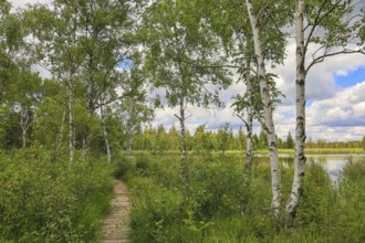 An idyllic trail leads through a birch forest to a quiet lake under a cloudy sky, Wurzacher Ried