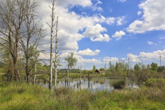 A swamp area with dead trees, grasses and a reflection in the water under a cloudy blue sky,