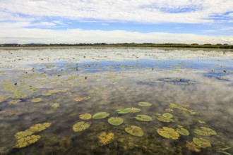 A calm lake with water lilies and cloudy sky, reflected on the water surface, Federsee lake,
