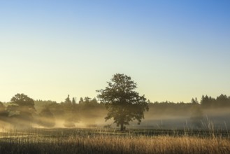A single tree in a foggy meadow at sunrise, surrounded by trees and clear skies, Upper Danube