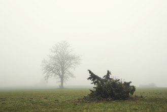 A single tree and a juniper bush (Juniperus communis) stand in a misty meadow and convey a lonely,