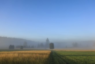 Misty landscape with meadows and trees under a clear blue sky. Peaceful atmosphere in the morning,