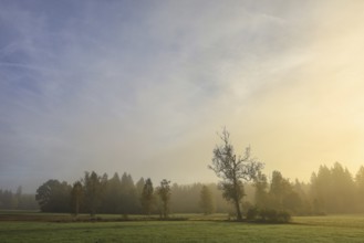Foggy landscape in the morning with trees and meadows under soft light, Upper Danube nature park