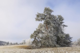 Snow-covered pine tree (Pinus) in a frosty winter landscape under a blue sky, Irndorfer Hardt