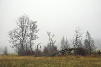 Foggy autumn landscape with fallen and bare trees in a meadow, Upper Danube nature park Park,