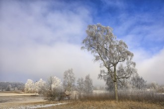 A solitary tree with hoarfrost in a winter landscape under a clear blue sky, Upper Danube nature