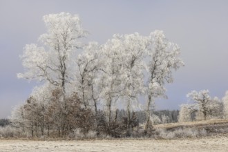 Landscape with hoarfrost under a grey fog sky, Upper Danube nature park Park, Irndorfer Hardt