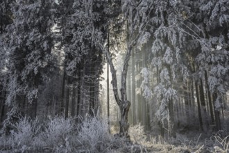 A snowy forest in winter with sunlight shining through the trees creates a frosty atmosphere, Upper