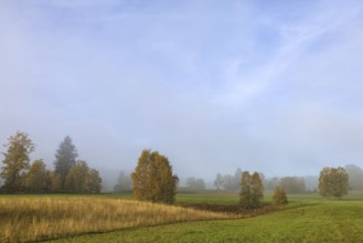 Foggy landscape with trees and meadow under clear sky, looks peaceful and quiet, Upper Danube