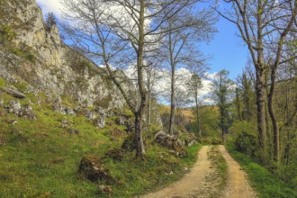 A lonely dirt road leads between trees and rocks in clear skies and light clouds, Upper Danube