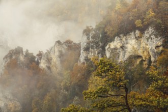 Jurassic limestone cliffs with autumnal trees and clouds of fog, Upper Danube nature park Park,