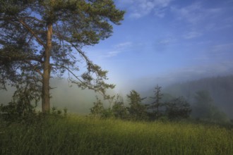 A peaceful morning with a tree in a foggy meadow under a blue sky, Upper Danube nature park Park,