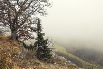 Oak (Quercus) at the Burgstall viewpoint in autumn, Upper Danube nature park Park, Stiegelesfelsen