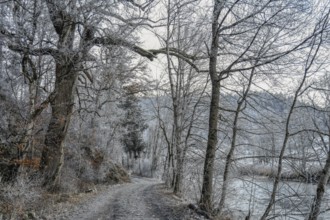 Snowy forest trail along the Danube with bare trees and wintry atmosphere, Stiegelesfelsen nature