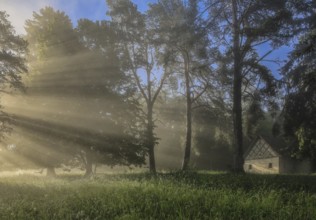 A morning picture with sun rays shining through trees and illuminating a meadow with light fog,