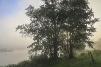 A tree stands on the foggy riverbank at dawn, creating a peaceful and quiet atmosphere,