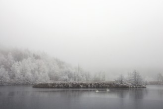 Winter lake with a small overgrown island and two swans in fog, Schwackenreuter