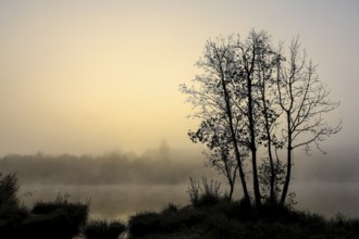A quiet lake at sunrise with foggy trees in a peaceful atmosphere,