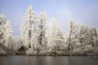 Snowy trees at a lake with a small hut in the background under a blue sky,