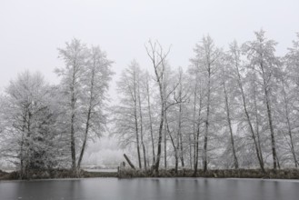 Snow-covered trees stand on a frozen lake, the atmosphere is calm and cold, Schwackenreuter