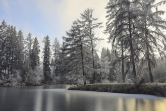 Snowy winter forest with frozen pond and trees and a quiet atmosphere,