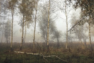 A misty forest scene with birch trees (Betula) and autumn grasses conveys a melancholy atmosphere,