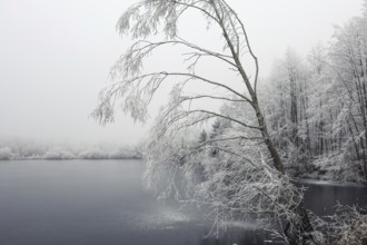 A calm wintry lake with hoarfrost on trees and bare branches in a foggy environment,