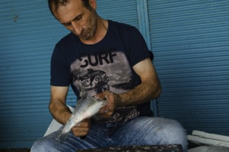 Trabzon, Turkey. 8th September 2014 A Turkish fisherman cleaning fish in the fish market of the