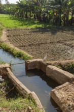 Agricultural Irrigation channels and canals bringing water from the River Nile to feed plants and