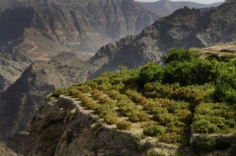 The green mountains called Jebel Akhdar of the Hajar mountain range, the harsh interior of Oman,
