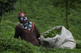 Rize, Turkey, September 5th 2014 Turkish women picking tea in the plantations of the Black Sea