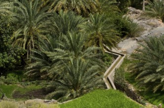 Muscat, Oman. May 29th 2014 Traditional Aflaj Irrigation System in a date palm garden near Muscat,