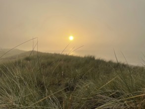 Sunset, fog on the beach in the Western Pomerania Lagoon Area National Park, Darss-Zingster Bodden